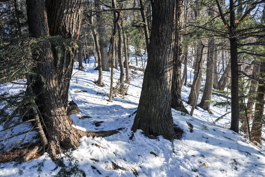 雪地树林积雪
