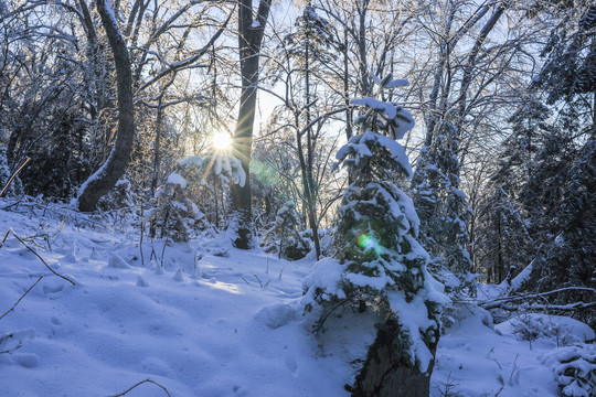 积雪树林阳光