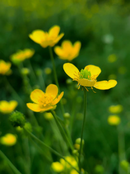 黄花