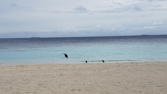 海鸟