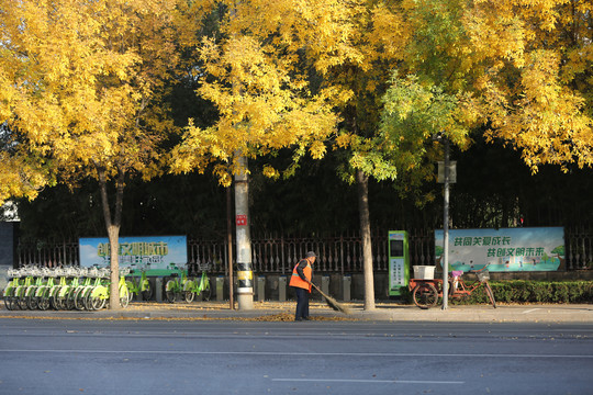 秋日环卫工人共享单车旁扫树叶