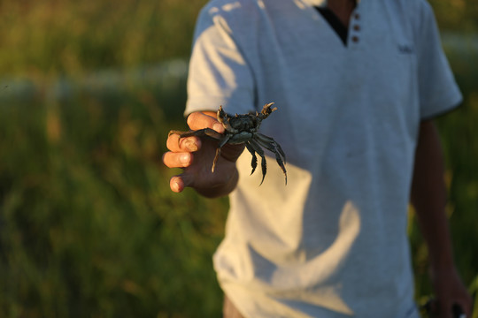 水稻田养殖螃蟹展示