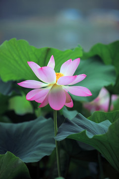 粉色荷花