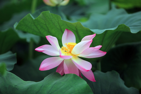 粉色荷花