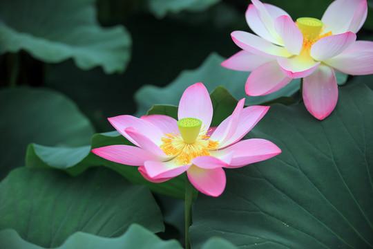 粉色荷花