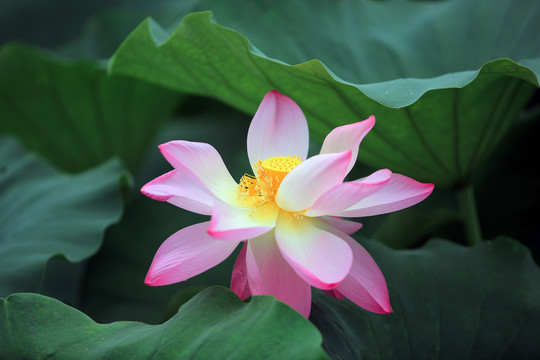 粉色荷花