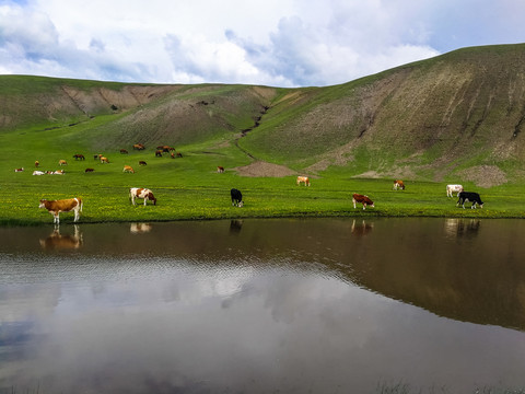 牛群夏季草原牧场河流