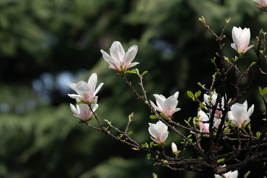 玉兰花