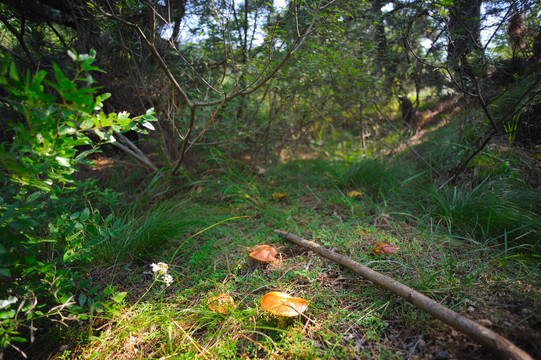 野生松蘑菇