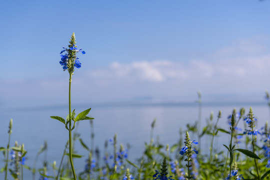 高原湖泊