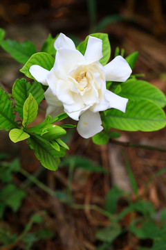 栀子花