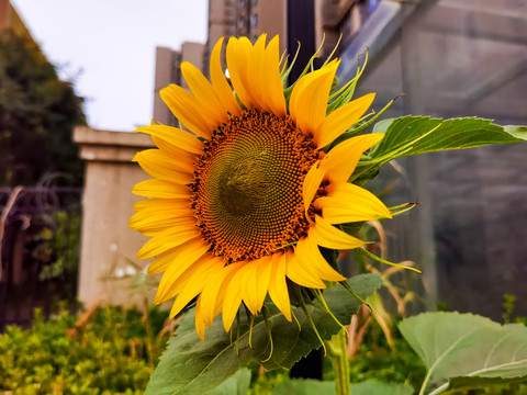 向日葵花盘特写