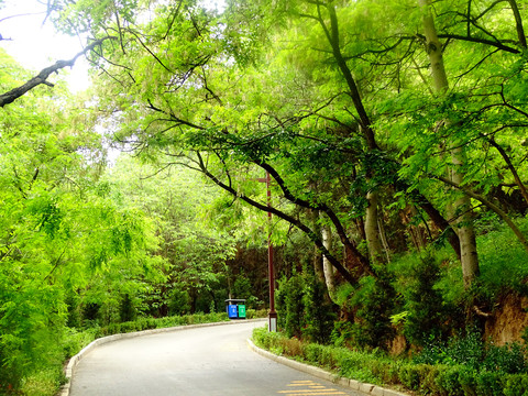绿色树林道路