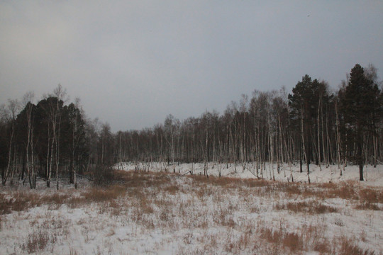 俄罗斯西伯利亚森林的冬天