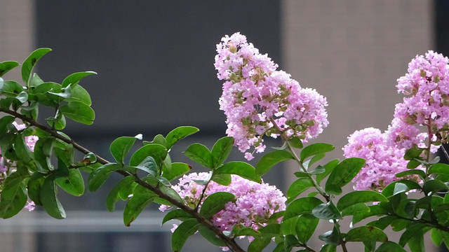 花儿