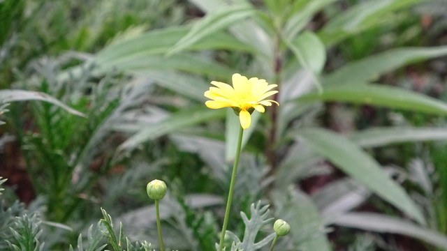 小黄花