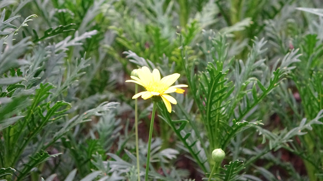 小黄花