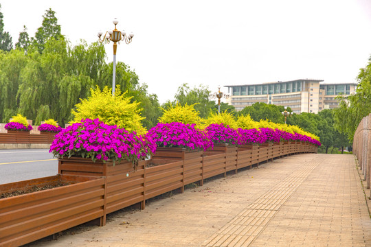 马路鲜花隔离带