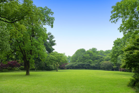 公园里的大草坪草地与树林