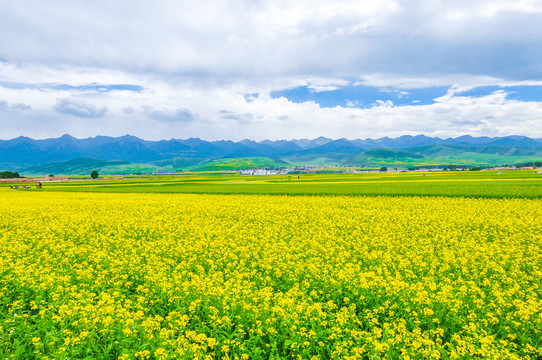 门源油菜花海