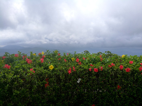 花海