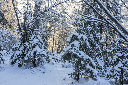 雪地树干蓝天冬天光线