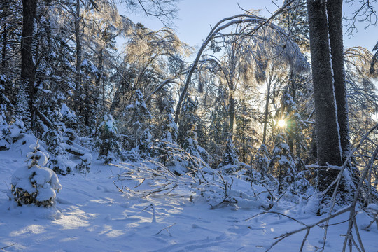 雪地树干蓝天冬天光线