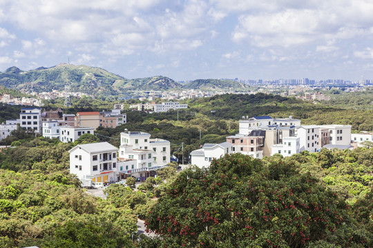 广东高州根子镇荔枝园