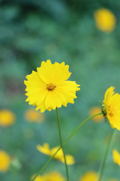 金鸡菊