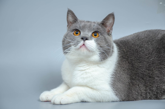 宠物猫