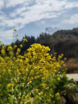 乡间田野油菜花