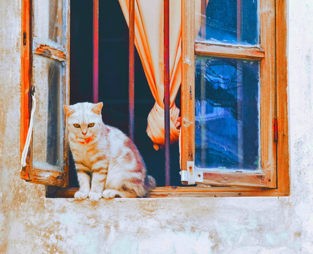 猫咪窗台