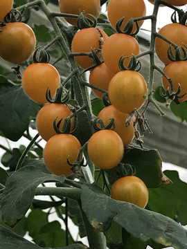 圣女果