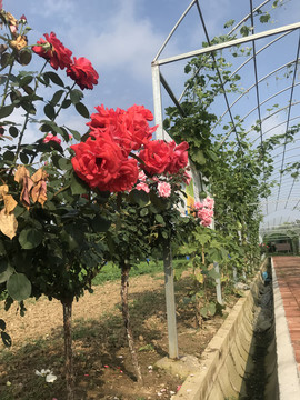 生态园鲜花