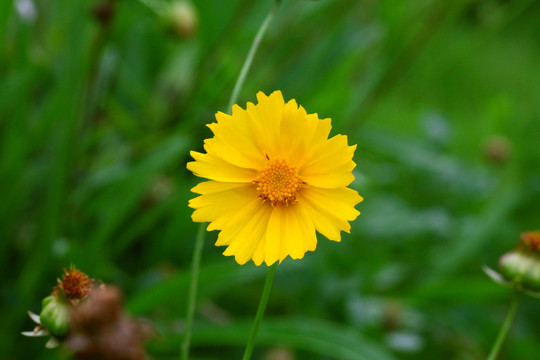 波斯菊