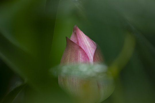 荷花特写