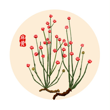 麻黄手绘