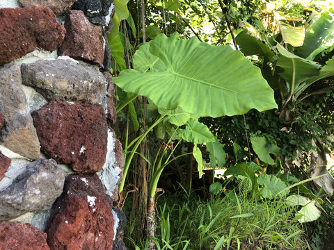 绿植与火山石墙体