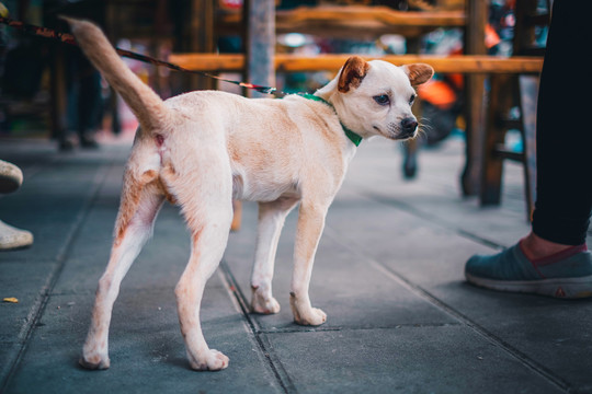 狗犬