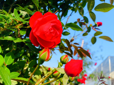 月季花红玫瑰