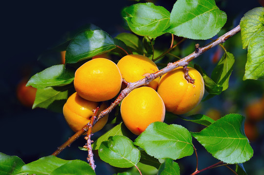 杏树果实