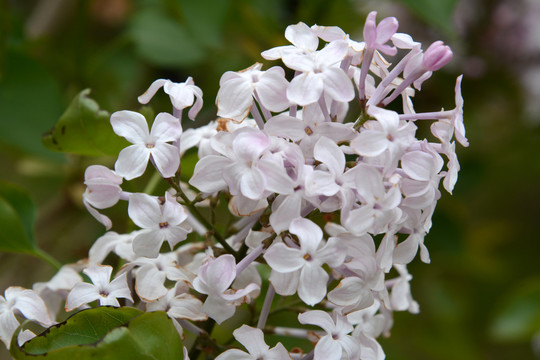 丁香花