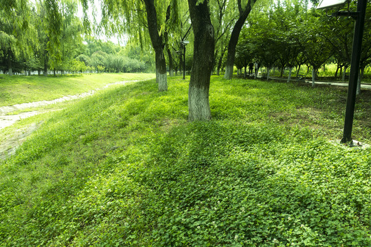 公园绿树绿草地草坪