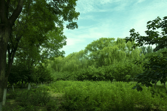 天空树木公园户外风景