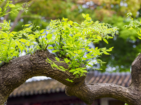 苏州北塔报恩寺