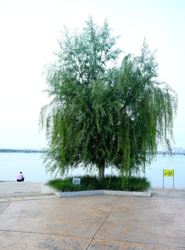 湖畔的柳树特写
