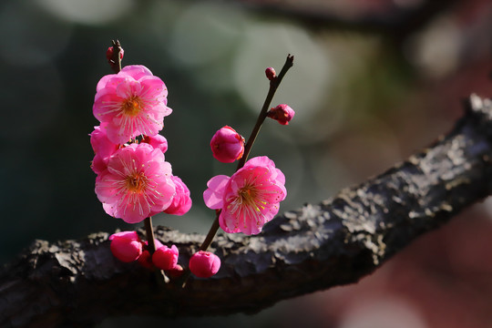 桃花