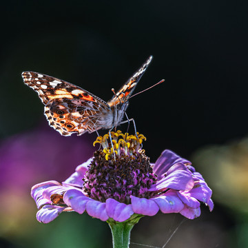 蝴蝶花