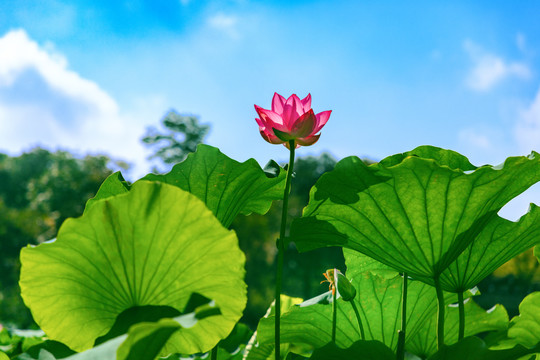 黄山湖荷花