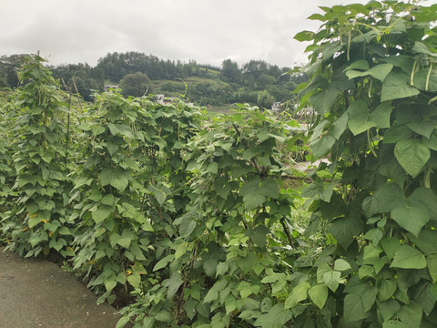 菜园里的四季豆种植